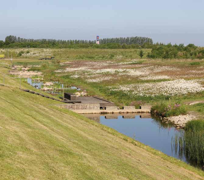 10 Veg Tech - för grönare städer VÄXTERNA ÄR BRA FÖR STADEN Växterna renar vatten Täby kommun var först ut med att anlägga flytande