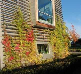 Studier har visat att halten av föroreningspartiklar vid en väg som kantas av växtlighet endast är 15% av nivån vid motsvarande väg utan vegetation.