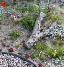 Sedum i rondeller & refuger Örtpluggplantor Salttålig äng Sedum på murkrön Strandmatta Modeller Montering Strandrulle Modeller Montering