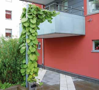 Genom sitt vertikala växtsätt är kläng- och klätterväxter väl lämpade och ett utmärkt alternativ för etablering i trånga stadsmiljöer.