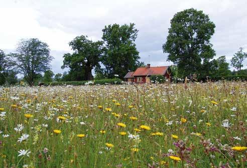 78 Ängsvegetation Ängsvegetation Svenskäng anlagd med ängsfrö 8 år efter sådd. Var kan ängsvegetation användas? Ängsvegetation kan användas i flera olika miljöer.
