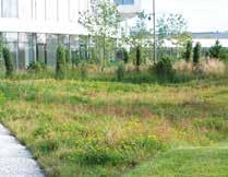 Ängsvegetation som är både art- och färgrik drar även till sig ett varierat djurliv som exempelvis fjärilar, skalbaggar och steklar.