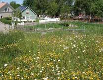 Ängsvegetation motverkar effektivt yterosion samtidigt som du bidrar till att öka den biologiska mångdfalden.