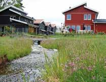 Ängen har god förmåga till anpassning och efter några år dominerar torrängs- eller normalängskaraktär beroende på de lokala förhållanden. Stor variation av örter.