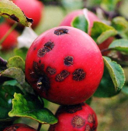 1. Introduktion 1.1. Bakgrund 1.1.1. Äppleskorv Äppleskorv är en av de allvarligaste sjukdomarna på äpple. Skulle äpplena få angrepp av svampen kan frukten bli osäljbar.