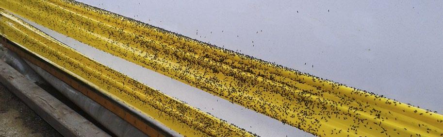 Limfällor Klisterskiva, gul, enkel (10 25 cm) 10, 50 eller 1000 st Klisterskiva, gul / blå, enkel (20