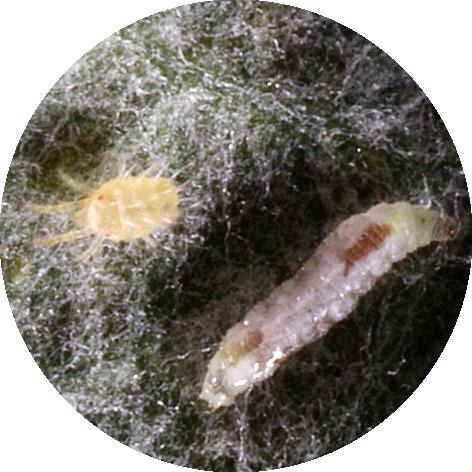 Spinnkvalster-gallmyggan (Feltiella acarisuga) 250 st