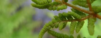 Uppgifter om vattenkemi (databaser på Länsstyrelsen samt SLU 2009) Figur 3 Safsa Osmunda regalis är en ståtlig ormbunke som förekommer rikligt vid karterad del av Smedjeån. Fotograf Viveka Strand.
