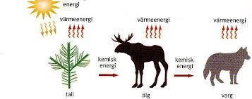 I näringskedja behöver varje levande växt- eller djurart, för att kunna sköta om sig, omvandla en del av den kemiska