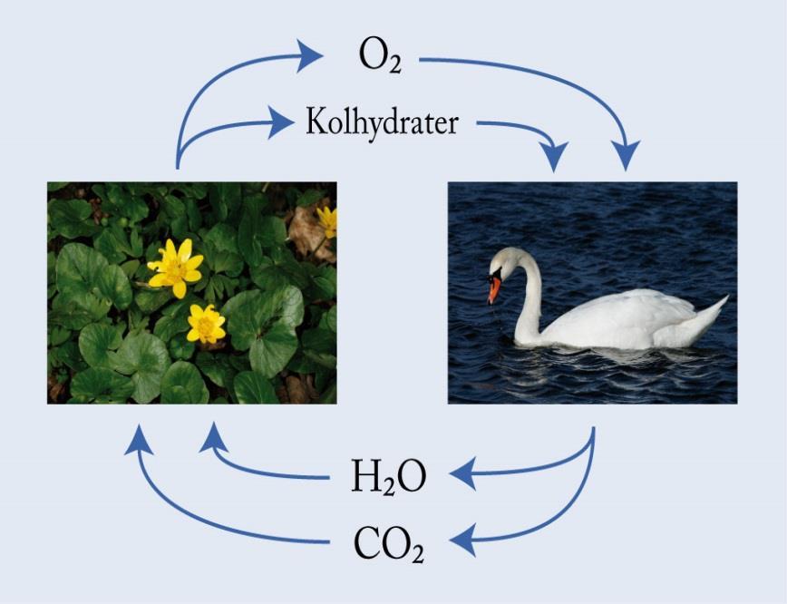 Ämnenas kretslopp i ekosystemen Utöver hur energin flödar, kan en näringskedja också visa hur olika grundämnen cirkulerar i ett ekosystem, den kallas för ämnens kretslopp.