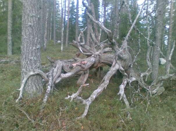 Hänsynsplan Norsjö distrikt Lapphusliden Foto Torbjörn Åhman Datum:
