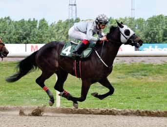Taittinger Derby Sprint Trickbag Taittinger Derby Sprint har en samlad prissumma om 500.000 kronor och här startar de hästar som passar bäst över sprinterdistans istället för i Derbyt.