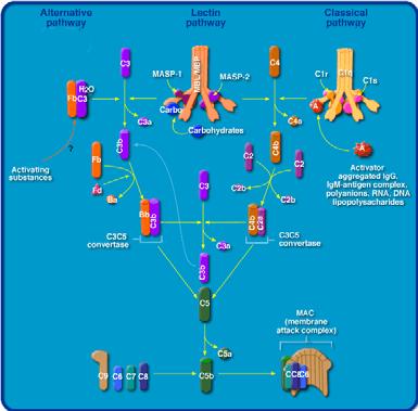 Adaptive (förv rvärvat, rvat, specifik) Cytokiner interferoner,