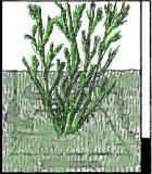 ekologiskt värde 0,7 Grönska på väggar. Kläng- och klätterväxter med eller utan stöd av spaljéer, linor etc.