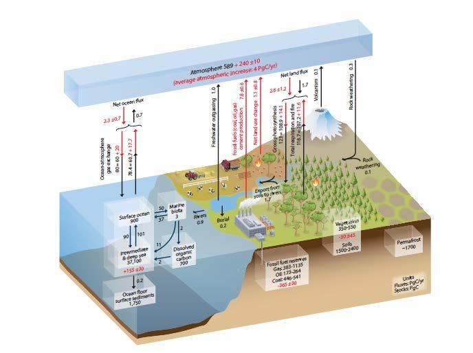 The Global Carbon Cycle,