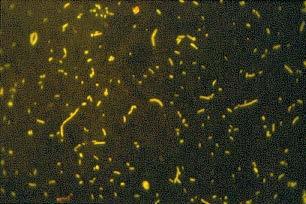 bacterial enzymes LMW labile organic C C 2 photons and photochemically produced reactive oxygen species H H H CH HC HC H H H. N H H H H H CH.