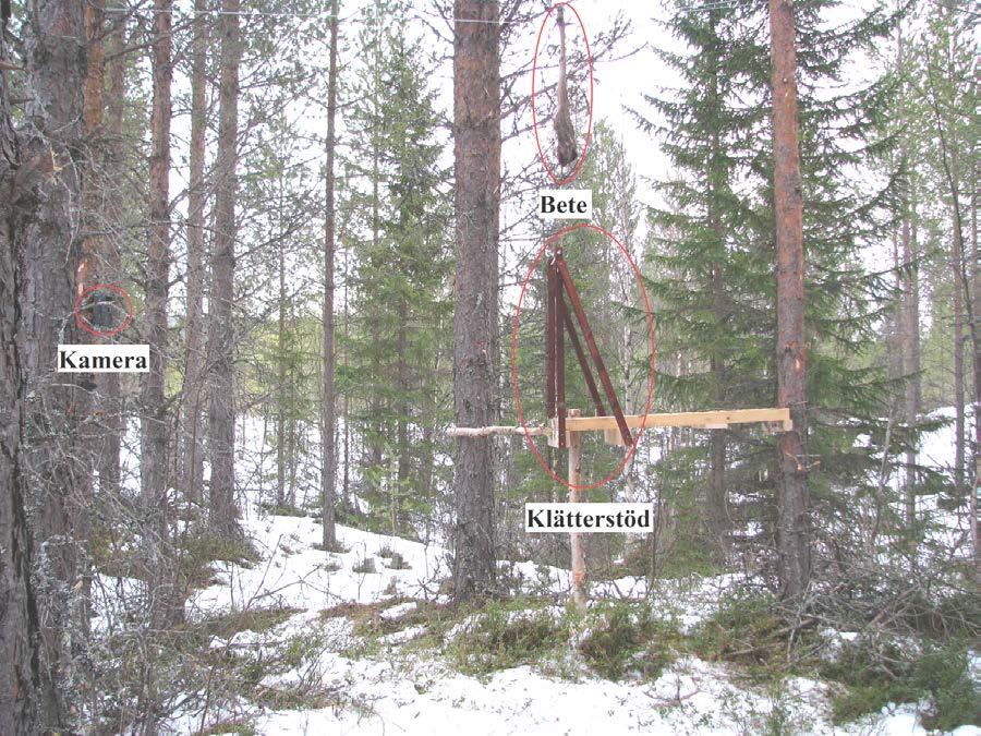 Figur 1. Foto över kamerastation för järv tagen ur perspektivet för kameran som fotar området kring kamerastationen från sidan. Foto: Tove-Mathilda Thomasdotter Myhr.