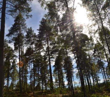 Planbeskrivning ANTAGANDEHANDLING 21(24) Skogsbacken har genomgått en gallring under sommaren 2013 vilket förbättrar ljusinsläppet i detaljplaneområdet Ljusförhållanden den 21 mars, klockan 17:00