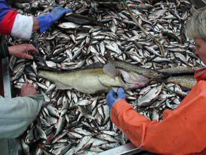 Effekter av reduktionsfisket 26 27 I augusti 27 utfördes ett provfiske i Finjasjön i syfte att studera fisksamhällets utveckling. Det finns en separat studie om provfisket av Mikael Svensson (28).