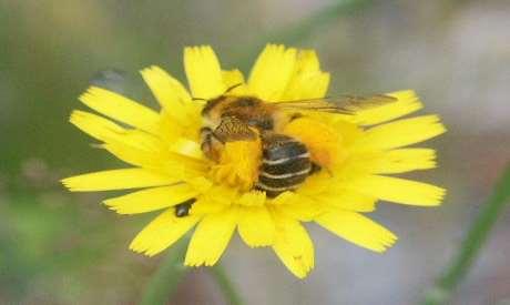 övriga arterna (vildbin) samlar pollen och nektar till sina larver. Vildbina är på grund av att de regelbundet besöker blommor viktiga pollinatörer.