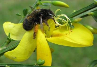 Buksamlarbin (Megachilidae) Buksamlarbin är långtungade bin som har en typisk satt kroppsform med en bullig ofta rikligt och spretigt behårad bakkropp.