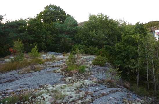 Askum 08A7h Färgskålarna placerades på hällmark omgiven ängsmark och blandskog med framförallt ek.