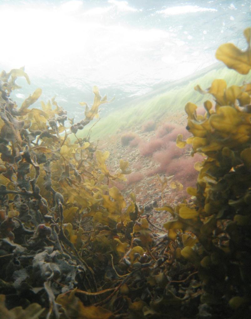 Marin vegetationsinventering i