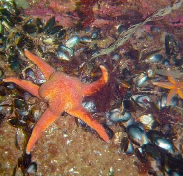 Tillstånd och miljöförändringar Bestånd av marina däggdjur, sjöfågel och fisk Tillståndet för bentiska och