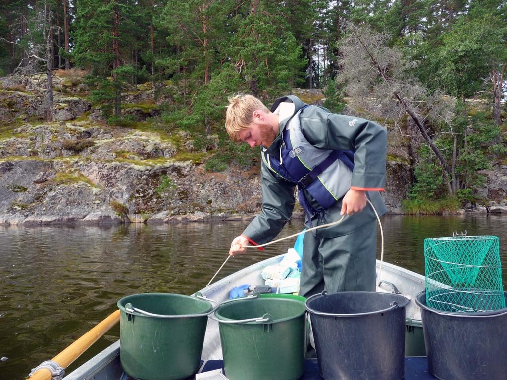 Fångstbarheten hos kräftor i mjärdar är inte tillräckligt väl studerad.