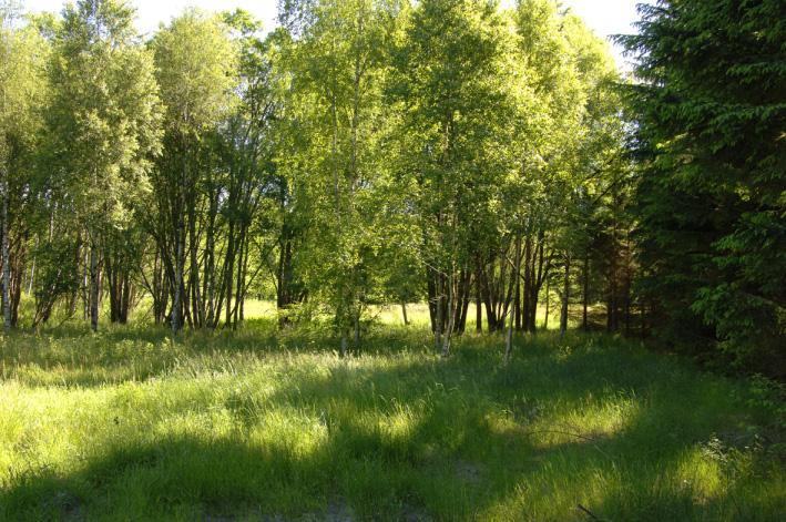 NATURMILJÖ Den egentliga våtmarken i öster (B - ljusblå ytor) har en svartare jordart med rikt organiskt innehåll.