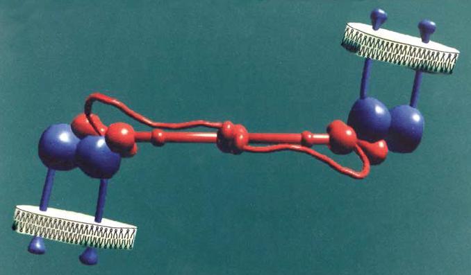 Fibrinogen är också ett adhesivt protein Adsorberas på främmande ytor medger adhesion av trombocyter och