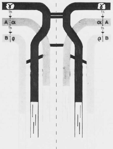 Blombäck & Blombäck Structure of Fibrinogen Ann NY Acad Sci 1972 Molekylstorlek 340