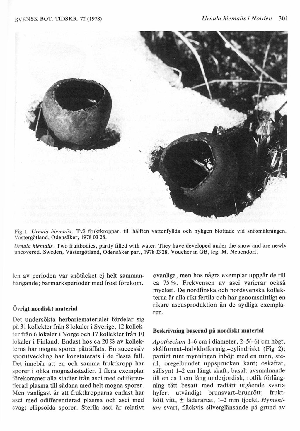 SVENSK BOT. TIDSKR. 72 (1978) Urnula hiemalis i Norden 301 Fig 1. Urnula hiemalis. Tva fruktkroppar, till halften vattenfyllda och nyligen blottade vid snosmaltningen.