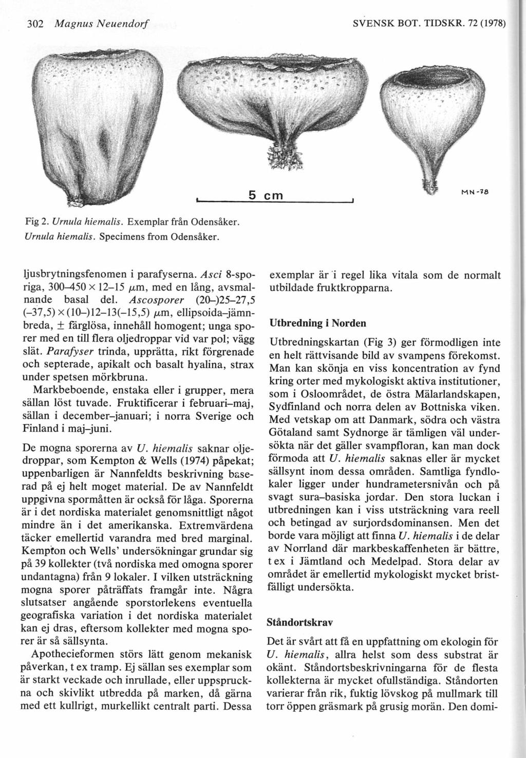302 Magnus Neuendorf SVENSK BOT. TIDSKR. 72 (1978) Fig 2. Urnula hiemalis. Exemplar frán Odensäker. Urnula hiemalis. Specimens from Odensäker. ljusbrytningsfenomen i parafyserna.