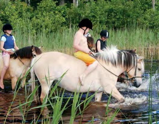 se Bringen Sie Ihr Pferd mit in den Urlaub Wir bieten Unterkunft für Pferde in Box oder auf der Weide.
