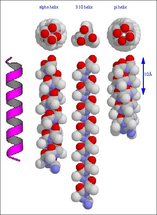 Fråga 5: Structural principles (RN) a) Protein back bones have polar groups (N H and C=O) yet it is an important principle of protein structure that proteins contain a hydrophobic core.