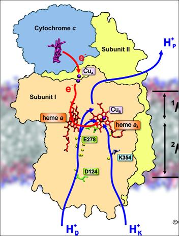 Fråga 6: Cytochrome c oxidase (RN) The picture below shows a schematic overview of the arrangement of co factors and sub units in the structure of cytochrome c oxidase.