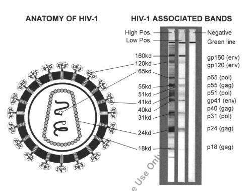 HIV-1