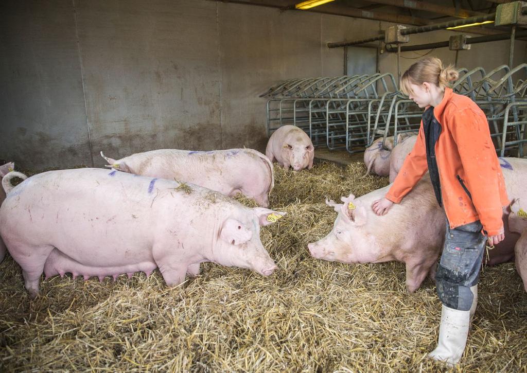 Gris Utvecklingen i svensk grisproduktion Att den svenska prisbilden på griskött ligger långt över den inom övriga EU är en marknadssituation som varit rådande i närmare fyra år.