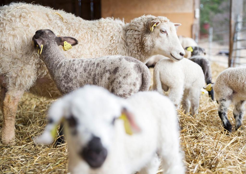 Får och lamm Utvecklingen i svensk lammproduktion Svenska prisbilden på lamm, uttryckt i euro, har försämrats med ca 2,7 procent under 2017 i förhållande till 2016.