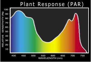 Denna strålning kallas för fotosyntetiskt aktiv strålning eller fotosyntetiskt fotonflöde (förkortas PAR efter engelska photosynthetically active radiation).