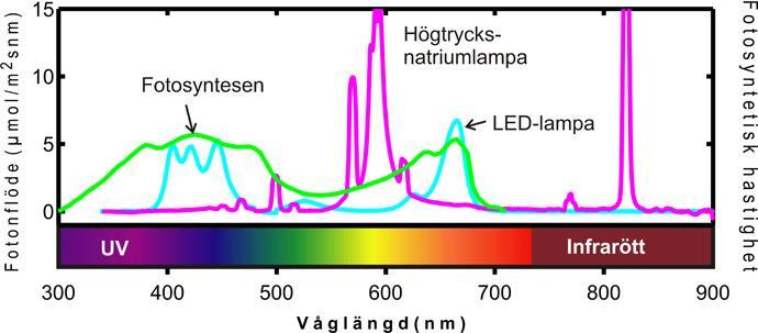 2.5 Olika våglängders påverkan på växter Som nämnts i 2.3 ger LED-dioderna ett monokromatiskt ljus och därför kan armaturer med varierad spektralfördelning produceras.