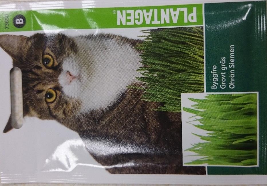Kattgräs/Grovt gräs 73850 Varumärke: Plantagen EAN: 8711117738503 Snabbväxande, grovt gräs speciellt lämpat för katter. Sås riktigt tätt till kattgräs, som prydnad något glesare.