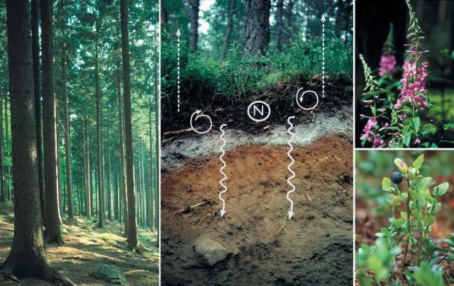 RAPPORT 11E 2001 Temaserie: MARKFÖRSURNING & MOTÅTGÄRDER Effekter på kvävedynamiken av