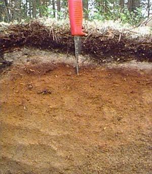 Beräkningarna av kolmängden i mineraljorden sker i flera steg.