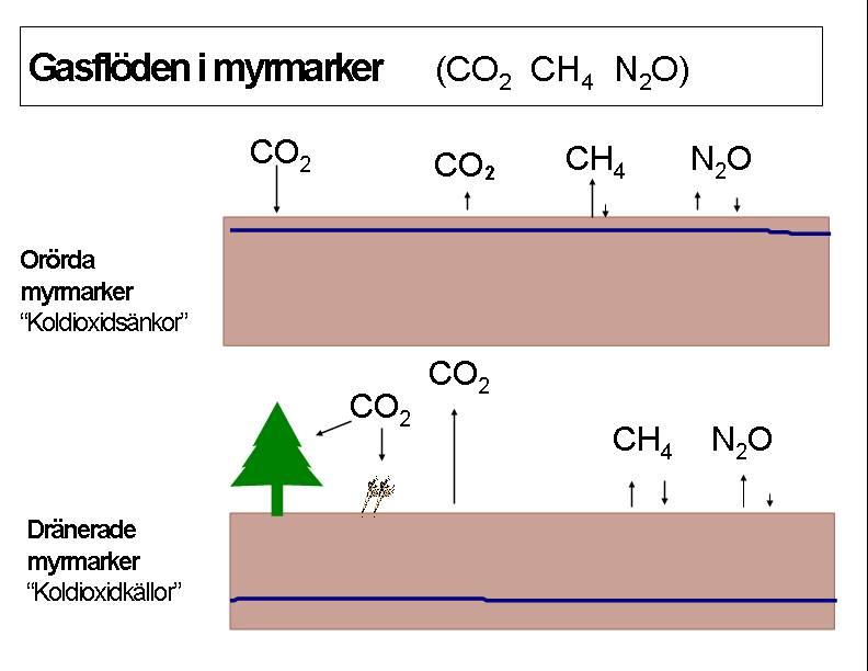 Figur 3. Schematisk figur visande flöden av tre olika växthusgaser, koldioxid (CO 2 ), metan (CH 4 ) och lustgas (N 2 O) i en orörd respektive dränerad myrmark.