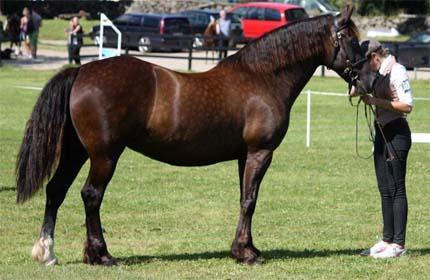 KWD 169 Derwen Pride of the Waves 37-06-2317 Sv, 154 cm Född 2006 hos I.J.R. Lloyd & Son, Derwen Stud, Pennant, Wales, UK. Äg. Gunn Johansson, Burhults Stuteri, Lerum.