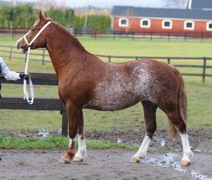 KWD 173 Linner Charlies Angel 37-09-1053 Rskm, 141 cm. Född 2009 hos Susanne Lindh, Linners Stuteri, Mästaregården 1, Stenstorp. Ägare: Isabell Wikfors, Hällebo 101, 520 24 Blidsberg.