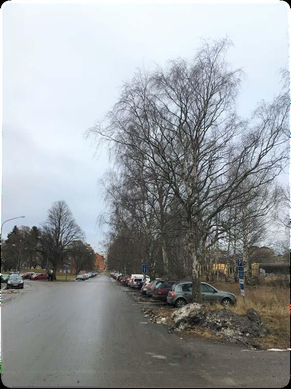 Ekonomisk trädvärdering vid Gredbyvägen/Rinmansparken, Eskilstuna december 2016 & mars
