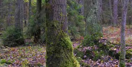 Ändamålet med naturreservatet är att bevara skogsmiljön i Gullrings kärrets centrala delar så att en optimal miljö skapas för områdets botaniska värden, främst dess mossor. 5.